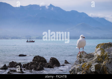 A gull perched on rocks in Kaikoura, New Zealand Stock Photo