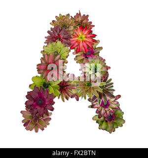 bromeliad flower letter Stock Photo