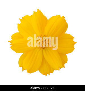 Beautiful cosmos or mexican aster flower on white background Stock Photo