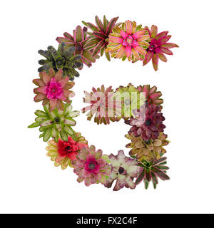 bromeliad flower letter Stock Photo