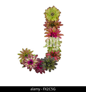 bromeliad flower letter Stock Photo