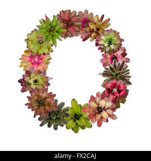 bromeliad flower letter Stock Photo