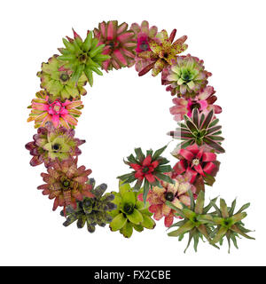 bromeliad flower letter Stock Photo