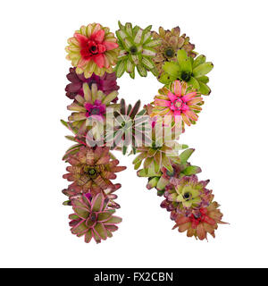 bromeliad flower letter Stock Photo