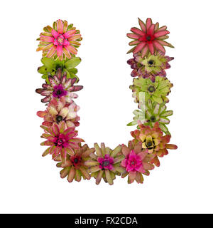 bromeliad flower letter Stock Photo