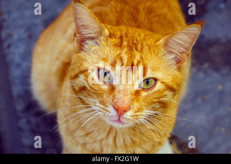 Ginger cat with raindrops on head looking at camera Stock Photo