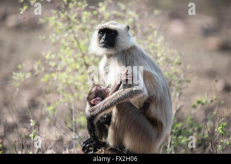 Grey Faced Langoor with baby Stock Photo