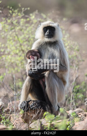Grey Faced Langoor with baby Stock Photo