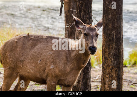 Portrait of Sub-adult Female Sambar Deer Stock Photo