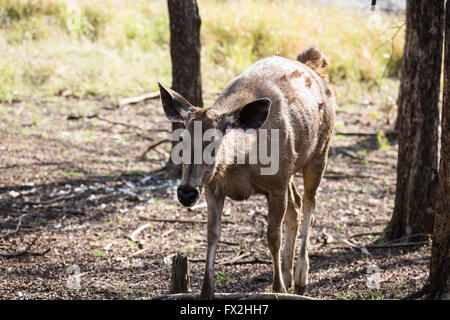 Portrait of Sub-adult Female Sambar Deer Stock Photo