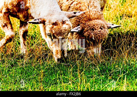 Sheeps grazing on a dyke in northern Germany; Schafe grasen auf einem Deich in Norddeutschland Stock Photo