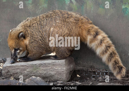 South American coati (Nasua nasua), also known as the ring-tailed coati at Budapest Zoo in Budapest, Hungary. Stock Photo