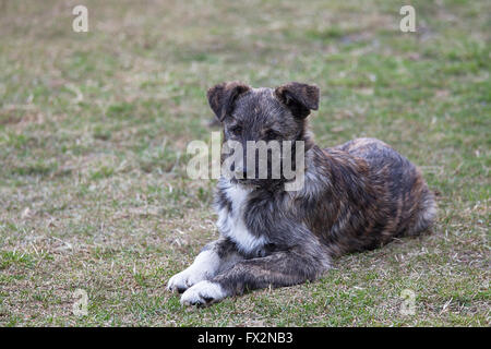 Young mixed-breed dog watching its owner Stock Photo