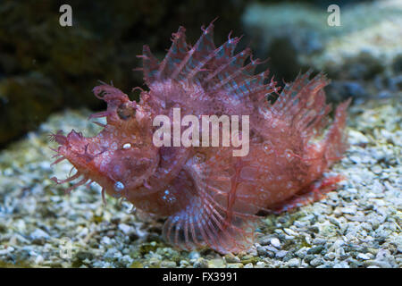 Weedy scorpionfish (Rhinopias frondosa), also known as the popeyed scorpionfish at Budapest Zoo in Budapest, Hungary. Stock Photo