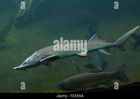 Siberian sturgeon (Acipenser baerii) at Budapest Zoo in Budapest, Hungary. Stock Photo