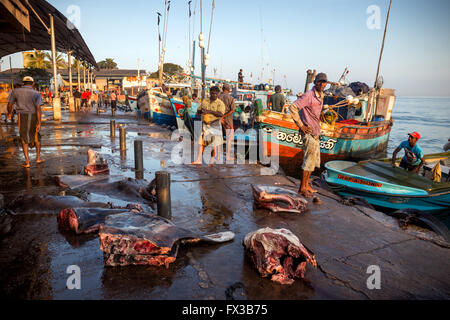 Fishmonger filleting fresh fish, Fishing port, Negombo lagoon, Negombo, Sri Lanka, Indian Ocean, Asia Stock Photo