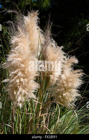Fripp Island, South Carolina, USA.  Pampas Grass (cortaderia selloana). Stock Photo