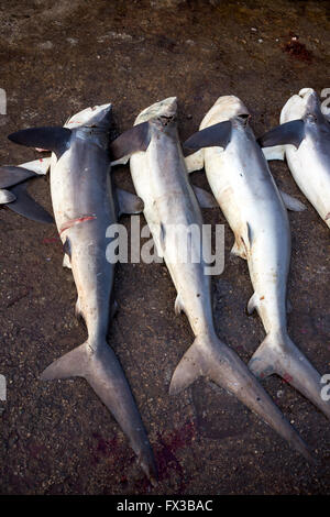 Fresh fish market in Negombo, Sri Lanka Stock Photo