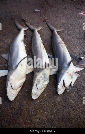 Fresh fish market in Negombo, Sri Lanka Stock Photo