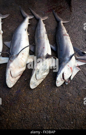 Shark - Fresh fish market in Negombo, Sri Lanka Stock Photo