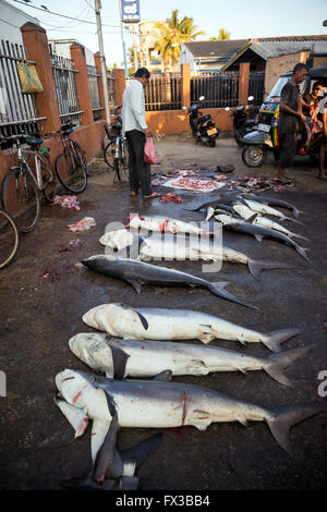 Fresh fish market in Negombo, Sri Lanka Stock Photo