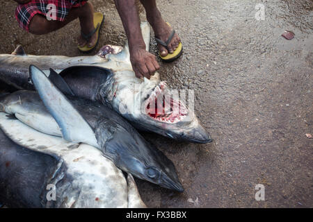 Shark - Fresh fish market in Negombo, Sri Lanka Stock Photo