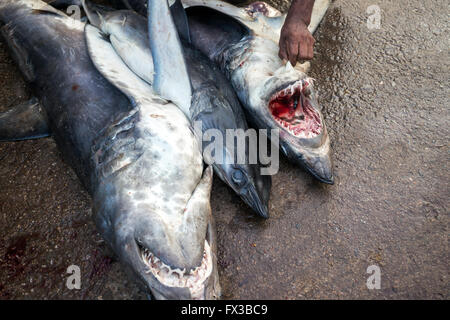 Shark - Fresh fish market in Negombo, Sri Lanka Stock Photo