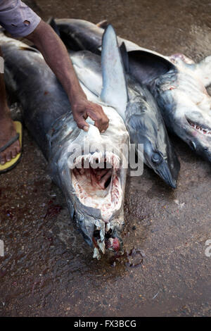 Fresh fish market in Negombo, Sri Lanka Stock Photo