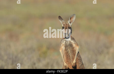 Female Red Kangaroo, Macropus rufus, in arid outback Australia with out of focus background and copy space.   Photo CHRIS ISON Stock Photo