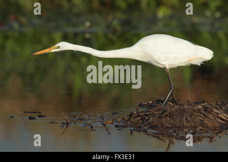 An Australian Eastern Great Egret, Ardea modesta, with neck outstretched looking for fish in a wetland lagoon. Stock Photo