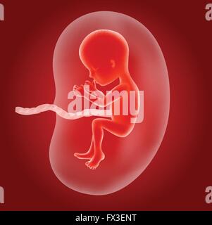 Illustration of Human fetus inside the womb Stock Vector