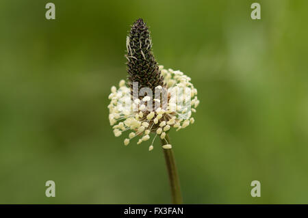 A close-up shot of a Ribwort Plantain (Plantago lanceolata). Stock Photo