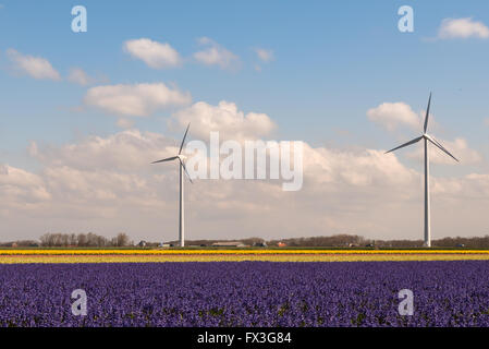 Flower Power a typical dutch springtime scene Hyacinths in a field with wind turbines producing green energy Stock Photo