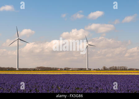 Flower Power a typical dutch springtime scene Hyacinths in a field with wind turbines producing green energy Stock Photo