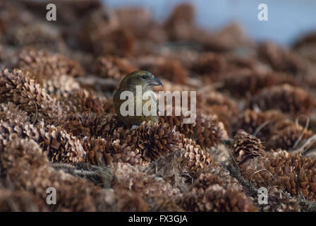 Female white-winged crossbill, Loxia leucoptera, foraging among a pile of spruce cones in St Albert, Alberta, Canada Stock Photo