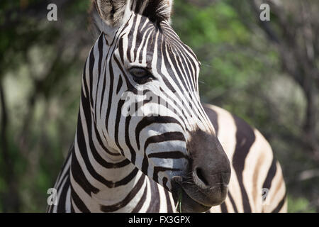 A Burchells zebra watches the camera whilst chewing grass in Kruger National Park, South Africa. Stock Photo