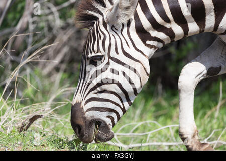 A Burchells Zebra bends down to eat grass at Kruger National Park, South Africa.