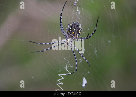 Yellow, white and black orb spider weaves a web Stock Photo