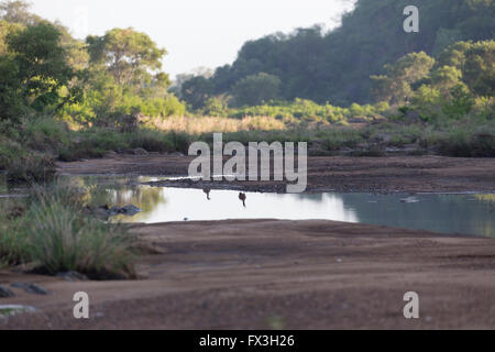 Scrubland around a dried up river bed in Kruger national park Stock Photo