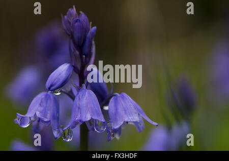 Common bluebell (Hyacinthoides non-scripta). Flowering with water droplets hanging off blue flowers, in British woodland Stock Photo