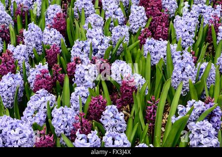 mixed hyacinths Hyacinthus orientalis woodstock and sky jacket Stock Photo