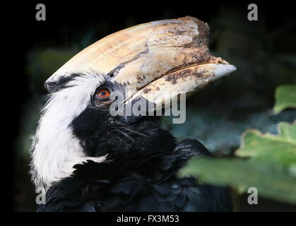 Male Southeast Asian  Malay Black hornbill (Anthracoceros malayanus) Stock Photo