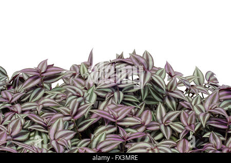 Tradescantia zebrina isolated on white background Stock Photo
