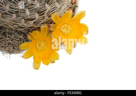 cactus flower isolated on white background Stock Photo