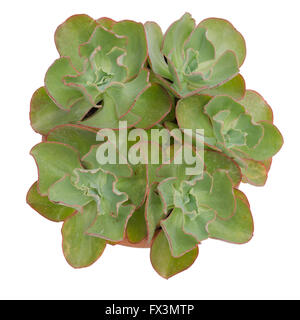 succulent plant isolated on white background Stock Photo