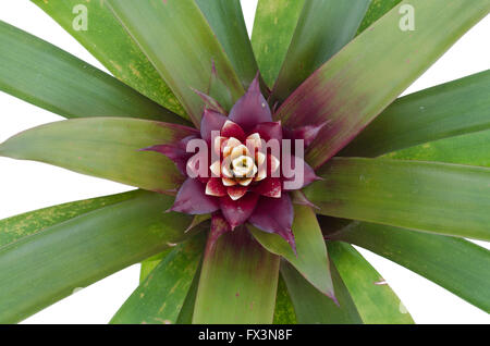 Bromeliad  isolated on white background Stock Photo