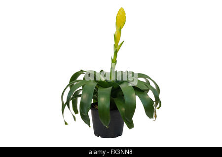 Bromeliad  isolated on white background Stock Photo
