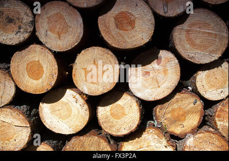 Close up view on the stack of cut pine stumps in wood,Kampinoski National park in Poland,spring.Horizontal view. Stock Photo