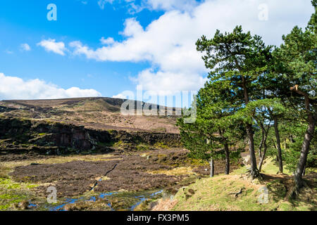 Wet moorland in an old quarry in Ilkley Moor, West Yorkshire, UK. Stock Photo