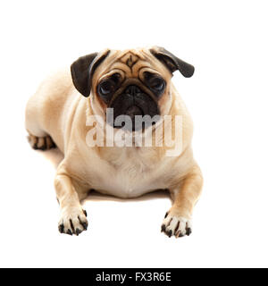 Pug laying down Stock Photo